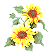 sunflower.gif (1847 bytes)