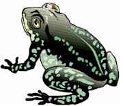 frog.jpg (4556 bytes)