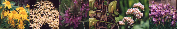 Elecampane, elderflower, spotted orchid, lords and ladies, valerian, blue irises