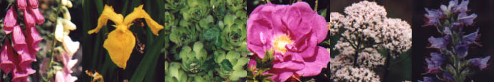 Foxgloves, yellow flag iris, houseleek, rose, valerian, viper's bugloss