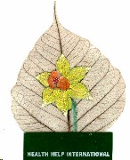 Daffodil leaf